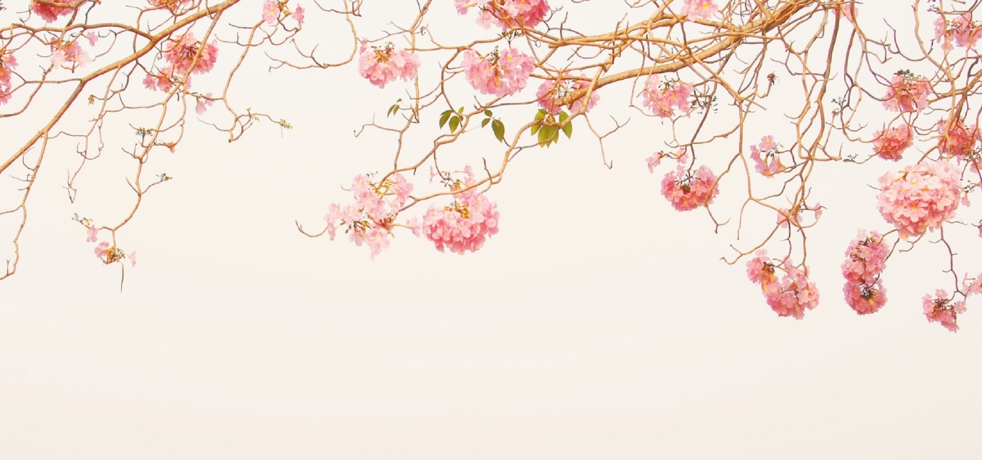 淡い空に咲くピンクの花
