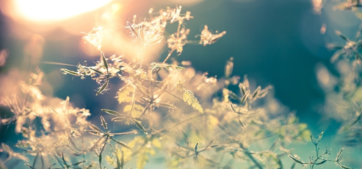 夕暮れの光を浴びる草花
