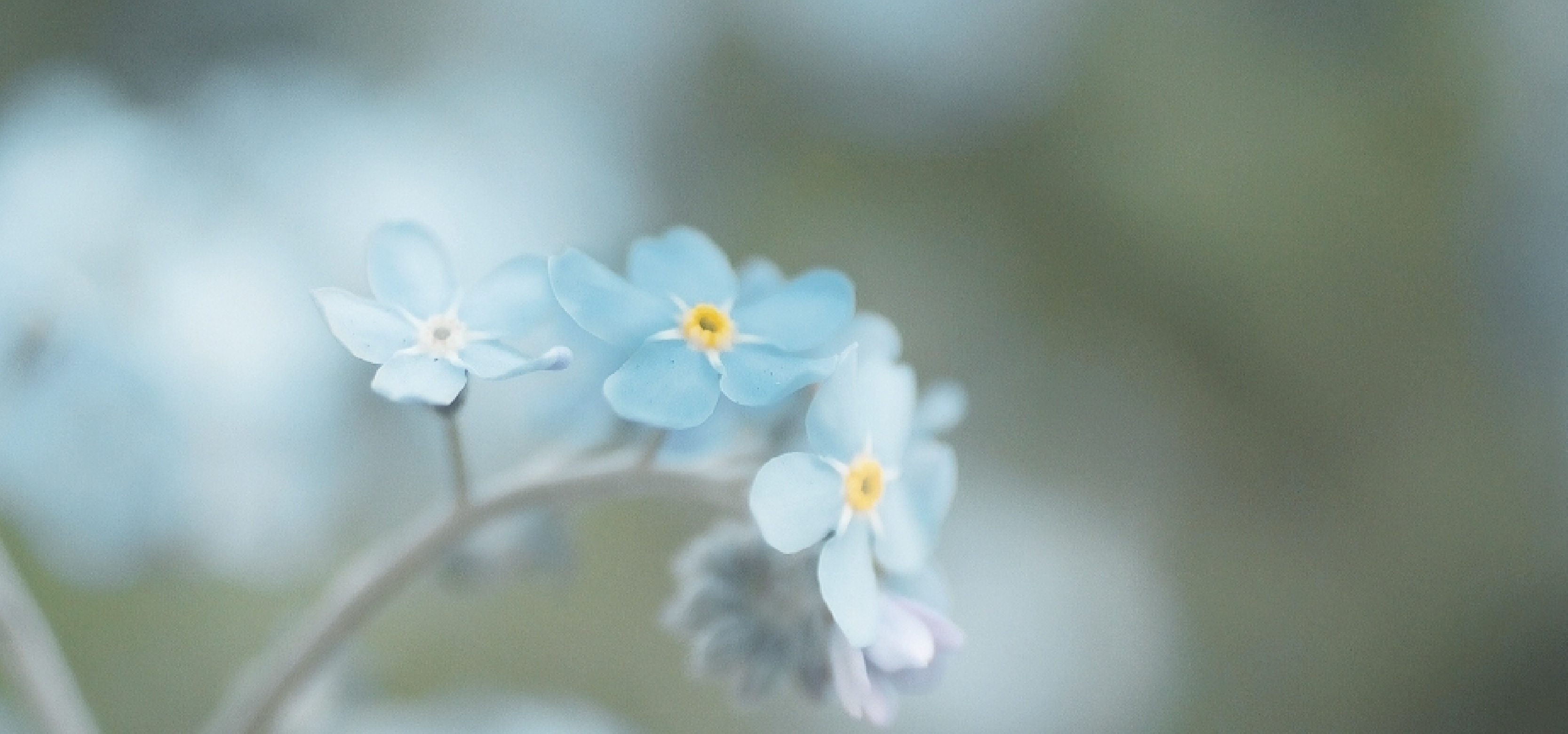 淡い水色の小花